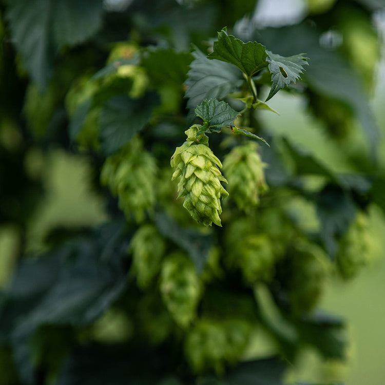 Big Truck Farm Brewery