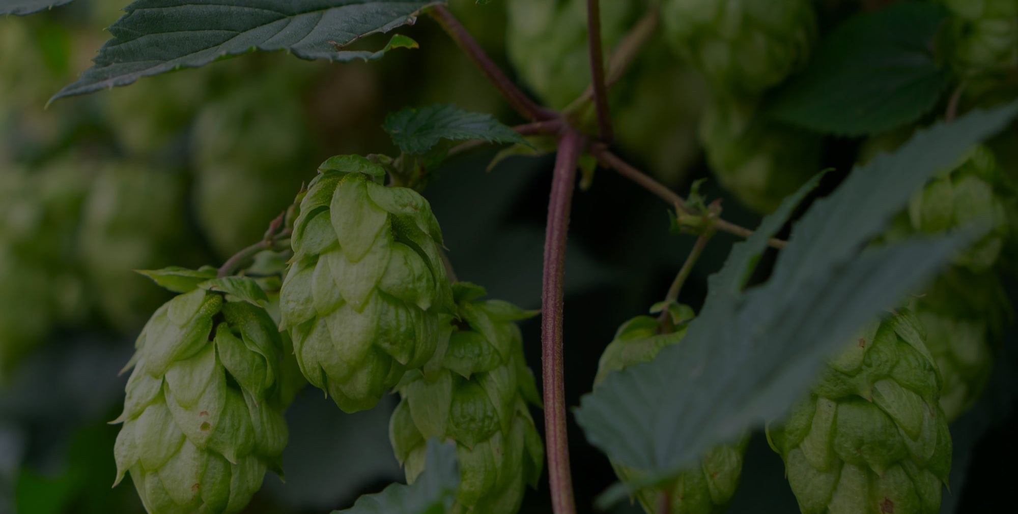 Big Truck Farm Brewery